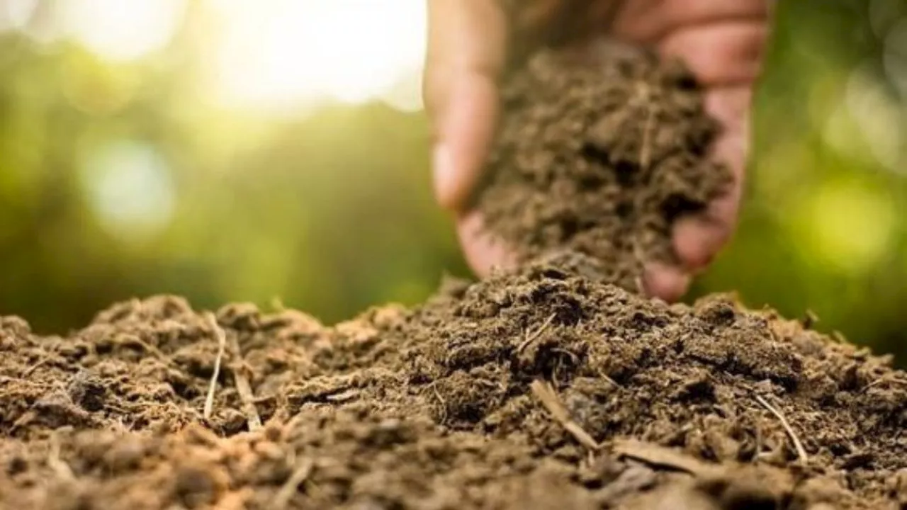 Esta es la ‘mágica’ planta ideal para remediar suelos contaminados, según especialistas