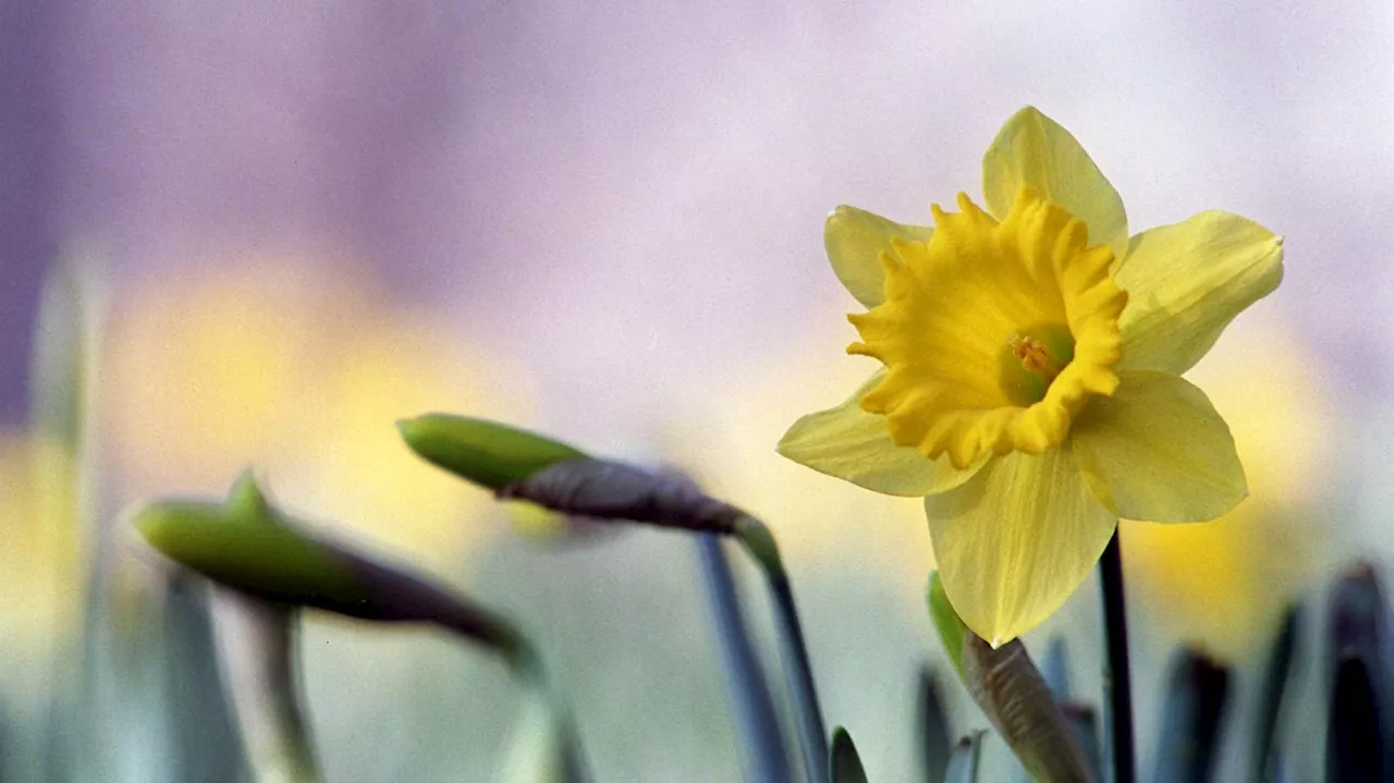 Climate change causing earlier signs of spring to become normal says Woodland Trust