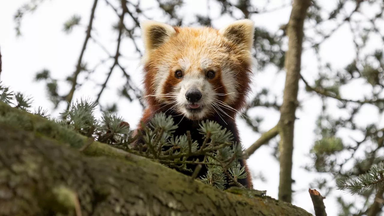 Meet the red panda helping secure the endangered species' future at Bristol Zoo Project