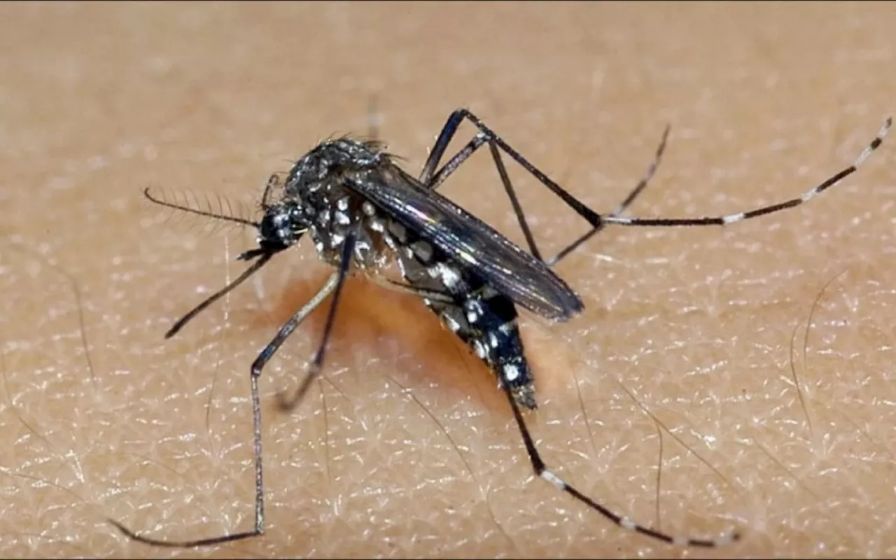 Caxias promove mutirão de combate à dengue e vacinação antirrábica