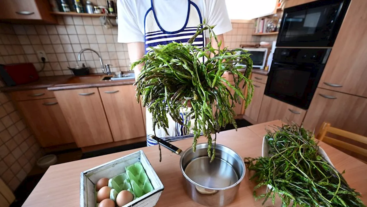 Les respounchous sont arrivés : dans le Tarn, cette plante annonciatrice du printemps est une véritable instit