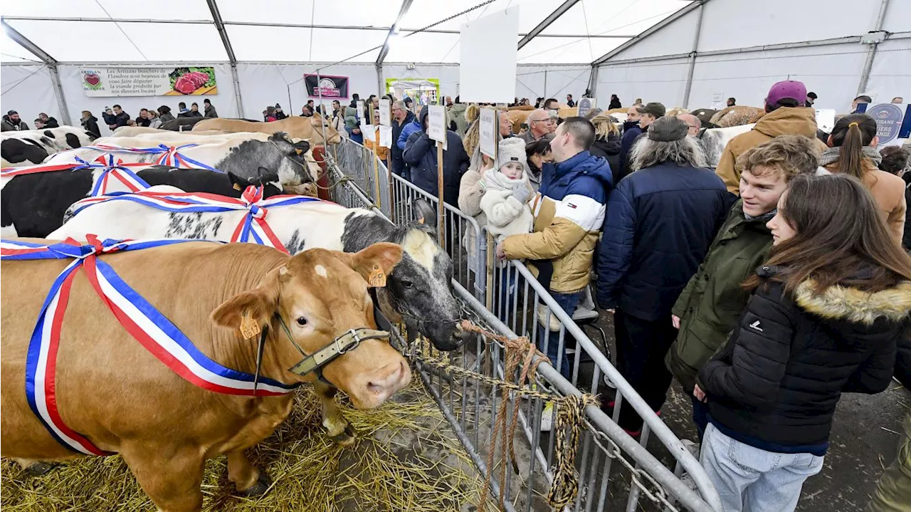 La Foire des Rameaux revient ce dimanche à Bergues pour célébrer le monde agricole