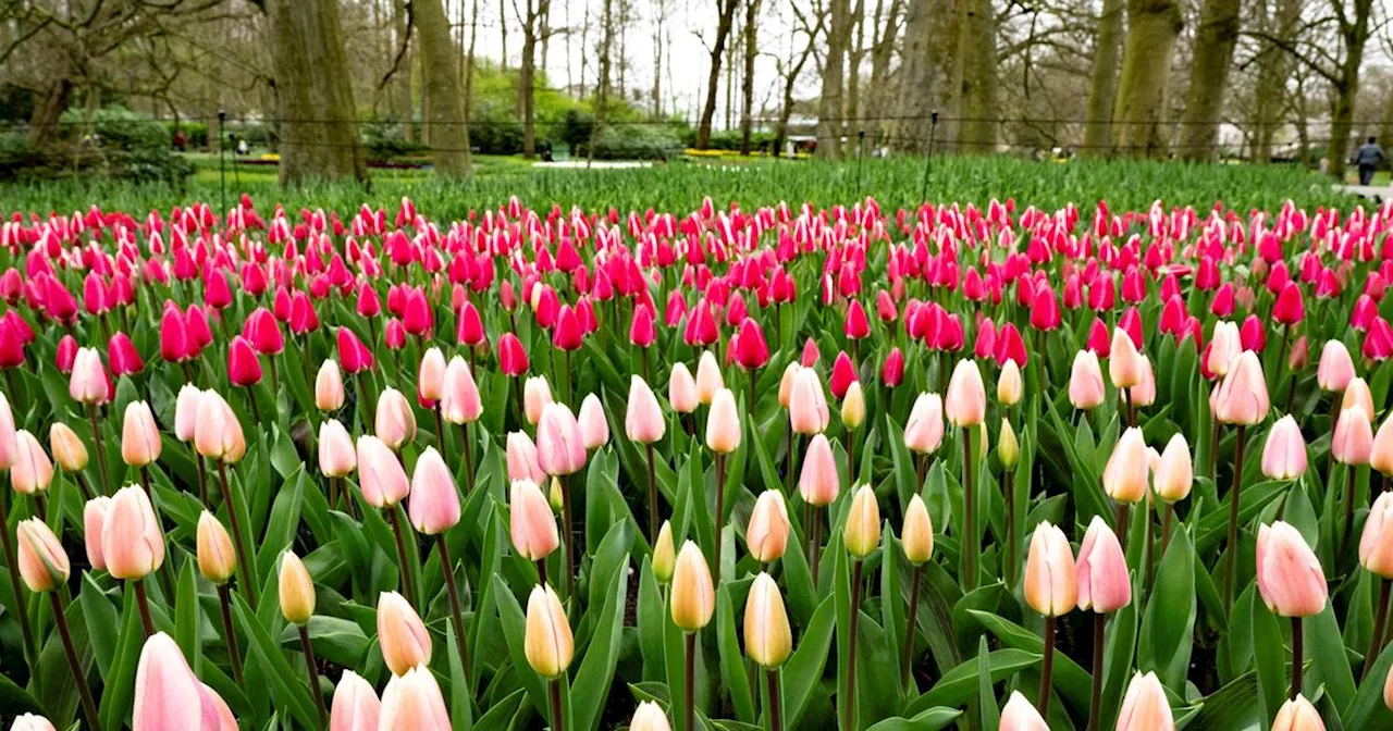 Aux Pays-Bas, Keukenhof, le plus grand jardin de tulipes au monde, fête ses 75 ans