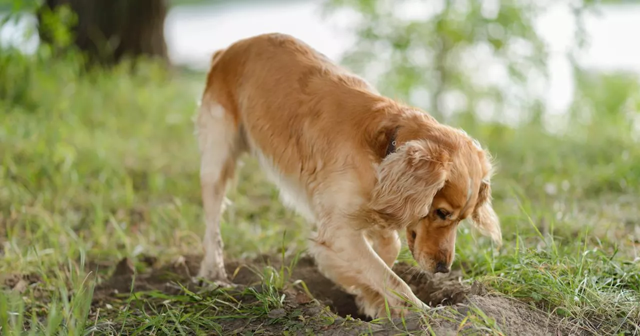 Comment empêcher mon chien de creuser des trous dans le jardin ?