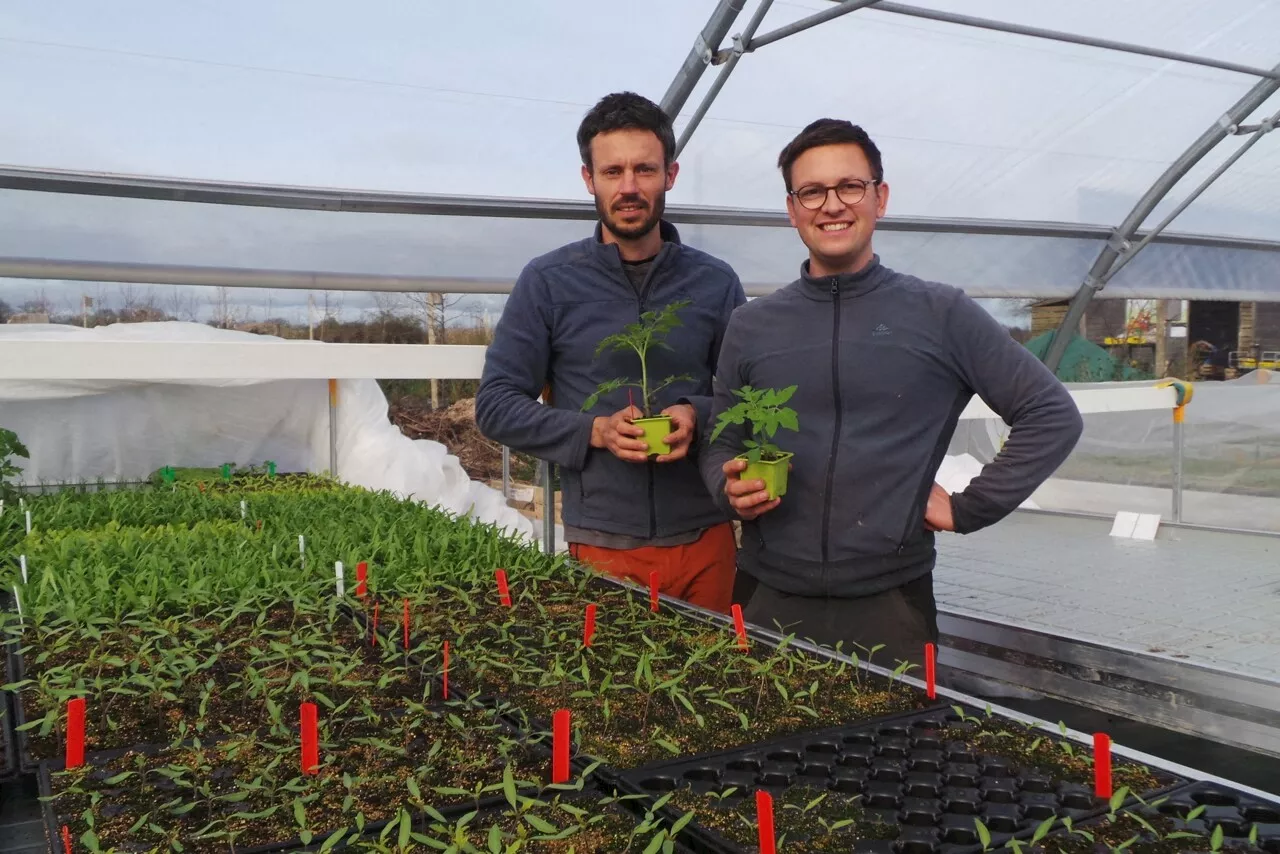 Vendée : des plants bio dans les serres des Jardins de Puyrajoux | Le Journal du Pays Yonnais