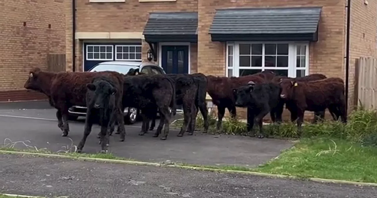 Mum rudely interrupted in new build home - by a herd of cows