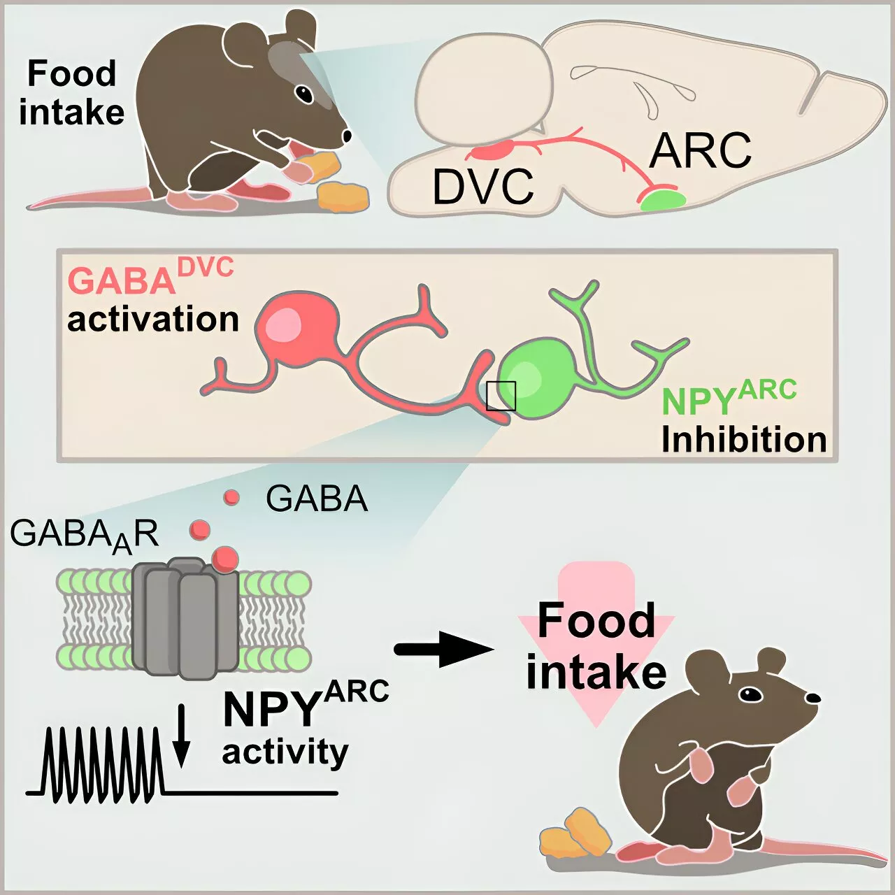 New brain discovery could help in the fight against obesity