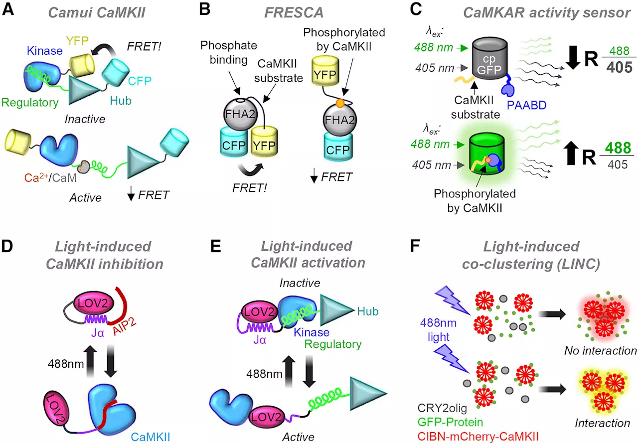 Researchers describe tools to better understand CaMKII, a protein involved in brain and heart disease