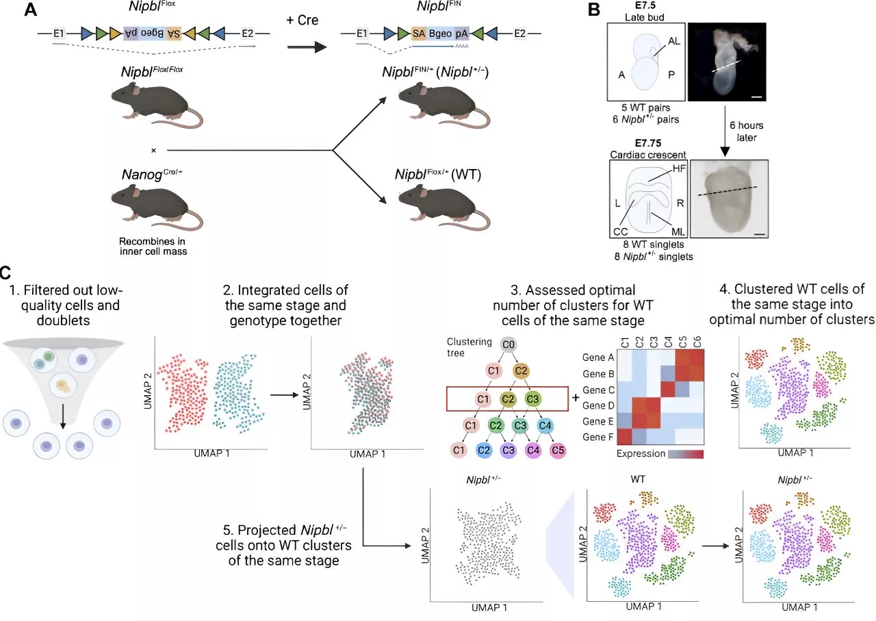 Researchers unlock secrets of birth defect origins, offering early detection and prevention strategies