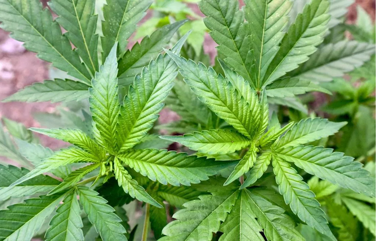 Weg für Cannabis-Legalisierung frei: Bundesrat lässt Gesetz passieren