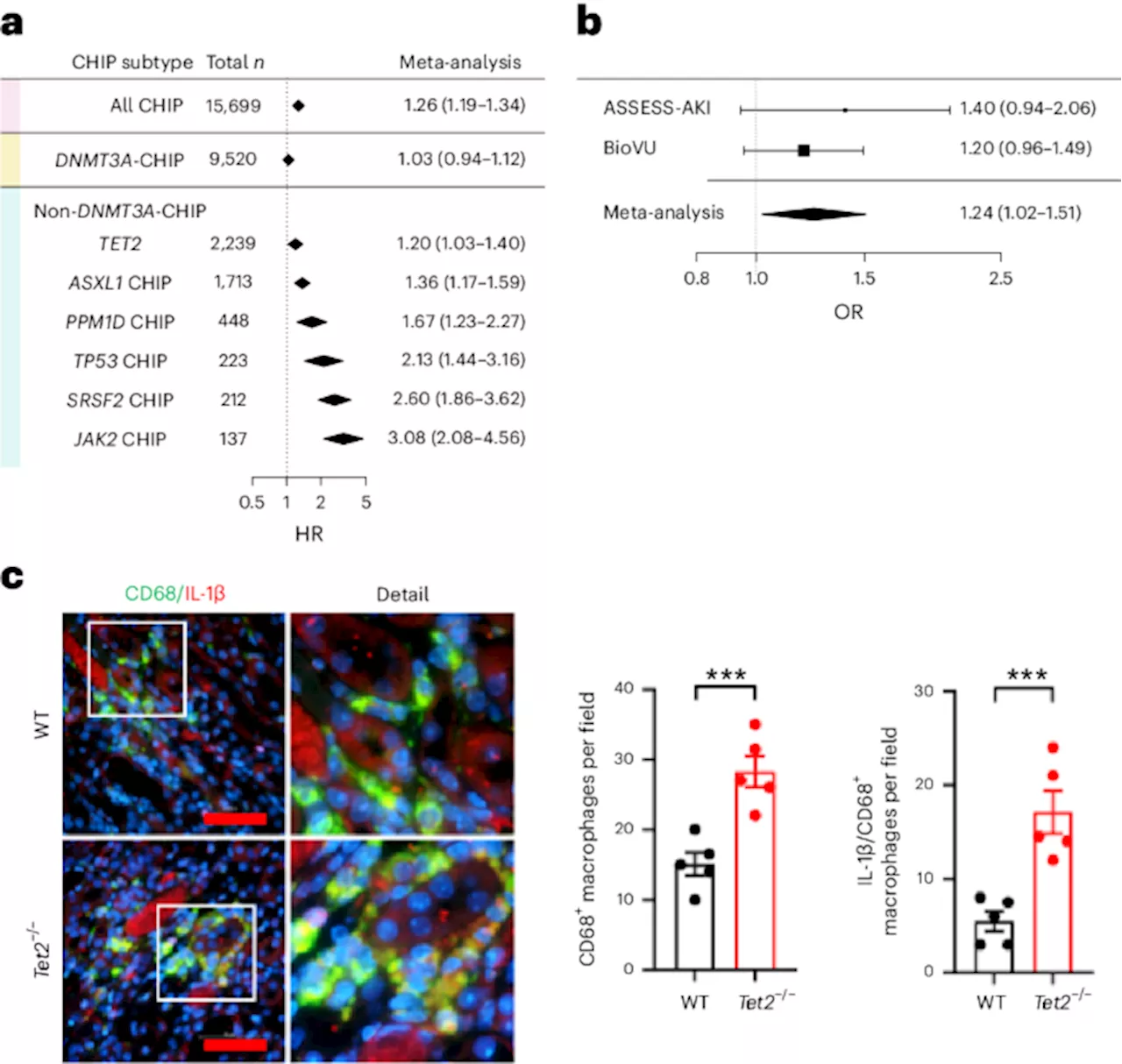 Acquired blood mutations cause acute kidney injury via dysregulated inflammation