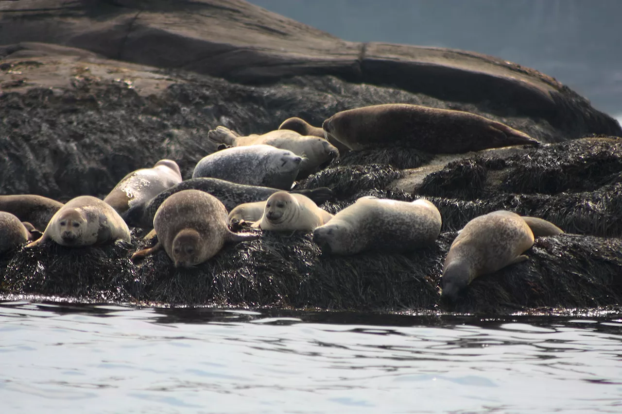 Avian Influenza Killing Seals and Sea Lions Worldwide