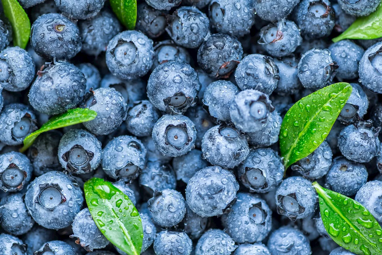 No consistent pattern found in health responses to blueberry interventions, study shows