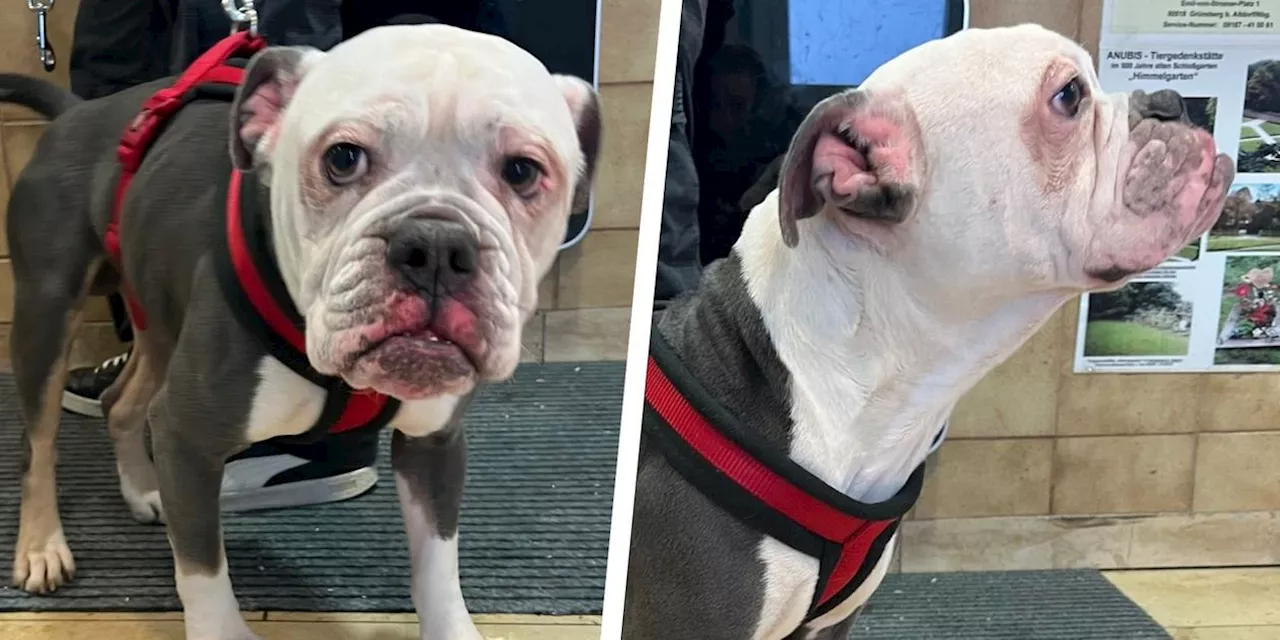 Nachts am Erlanger Tierheim angekettet: Bulldogge Gustav sucht ein neues Zuhause