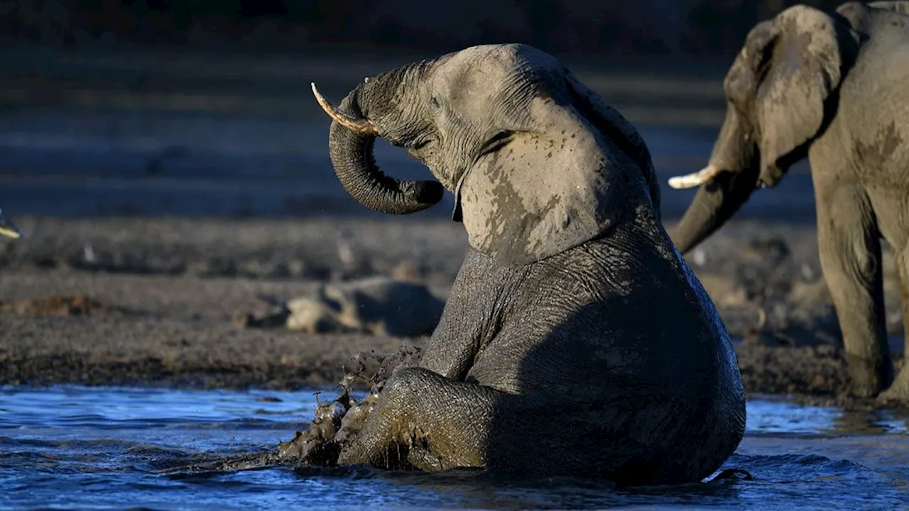 Botswana boos over Brits importverbod trofeeën: 'We hebben te veel olifanten'