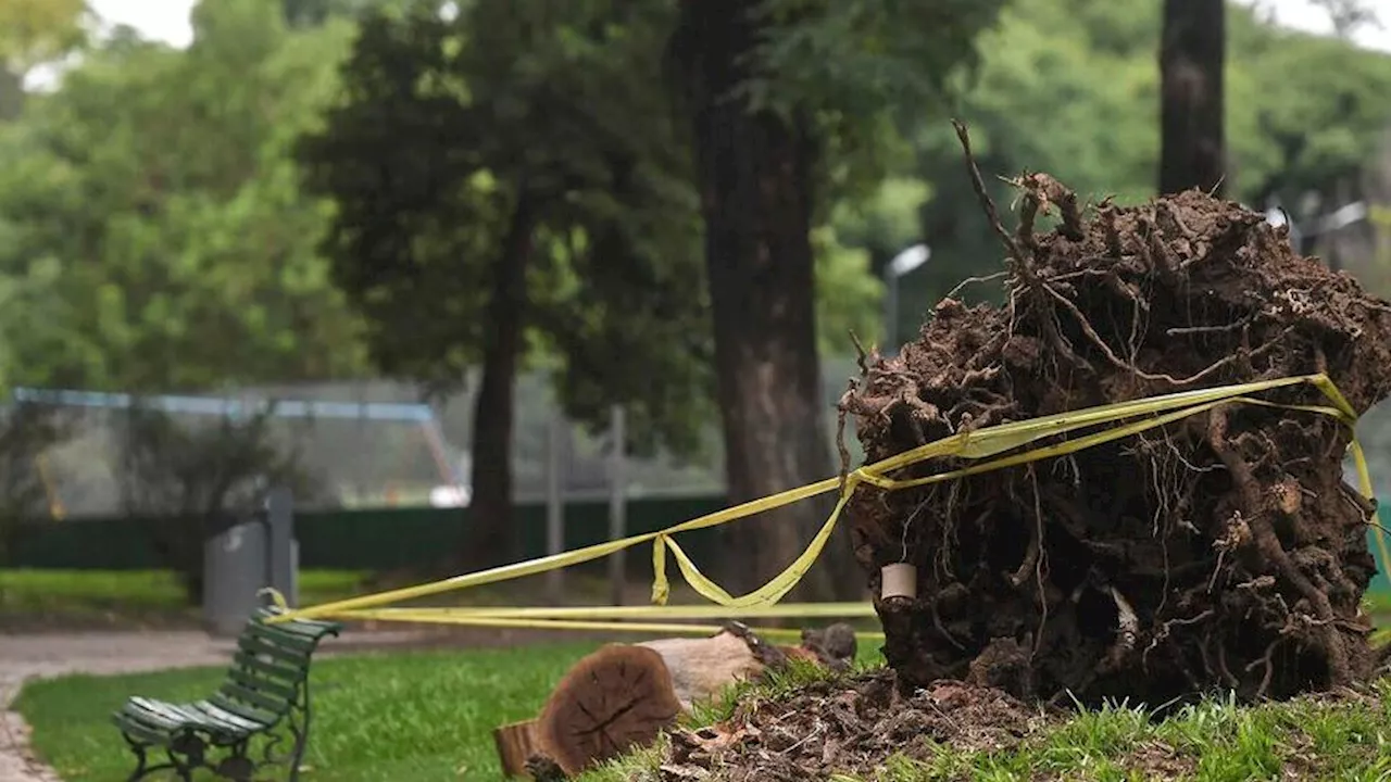 Parque Patricios: la Justicia frenó las extracciones y podas dentro del parque