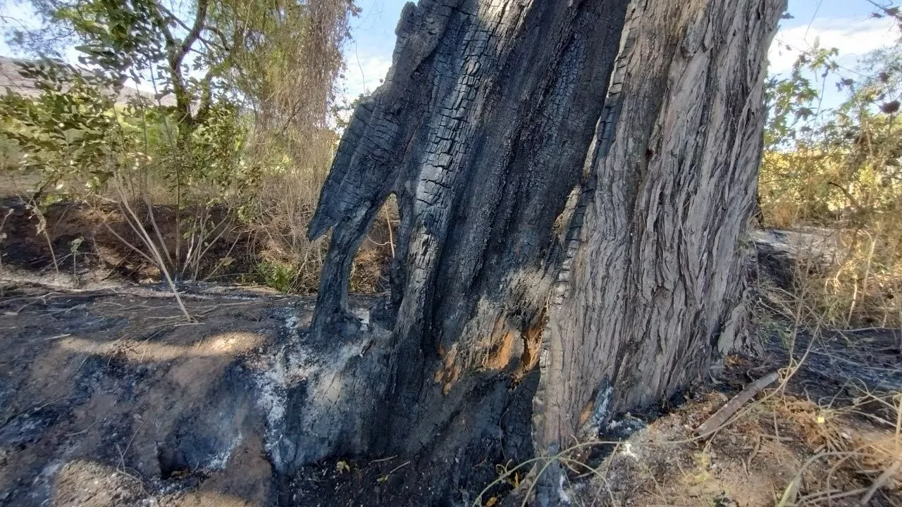 Queman sabinos de más de 300 años en Manuel Doblado; preocupa impacto ambiental