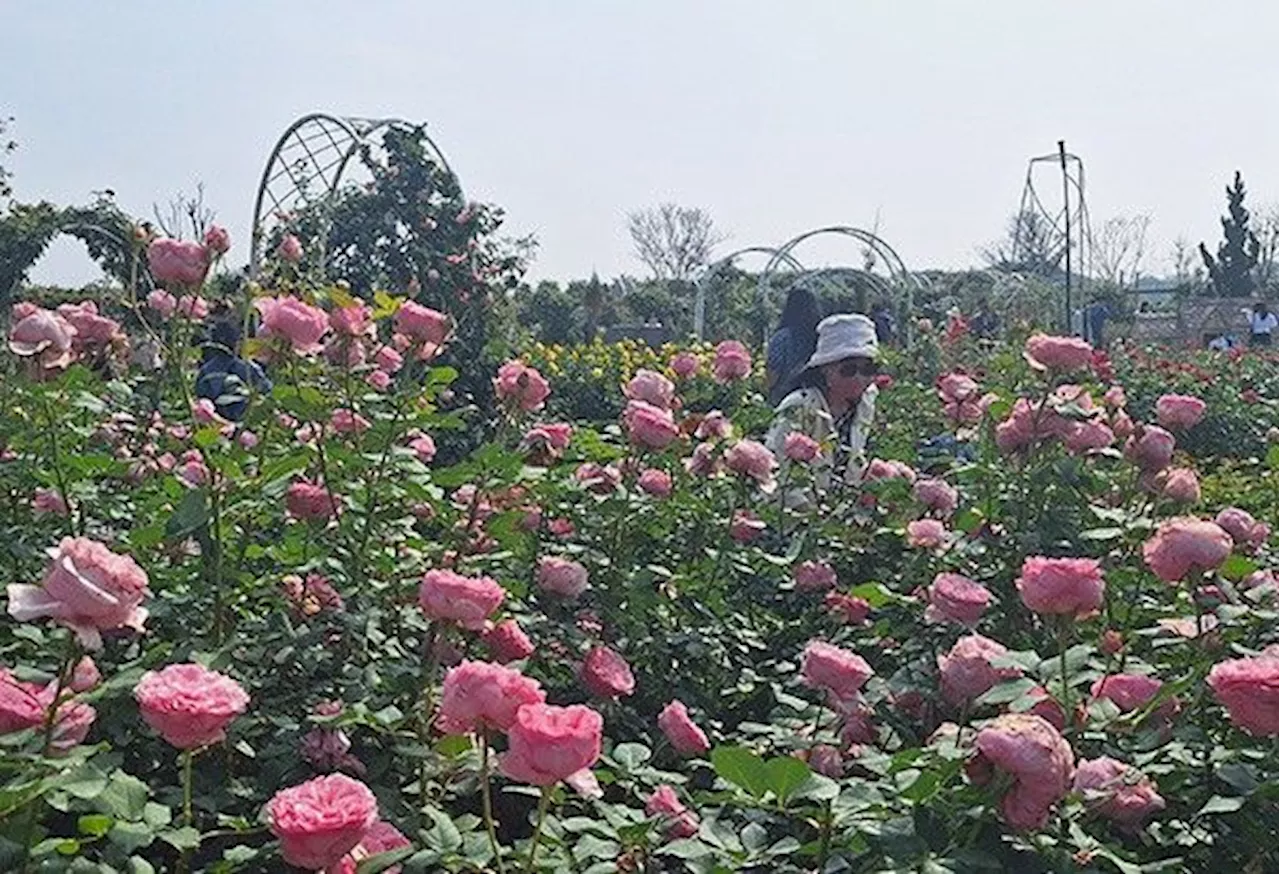 Blooming beauties: Visit Taiwan's scenic flower road, aromatherapy garden