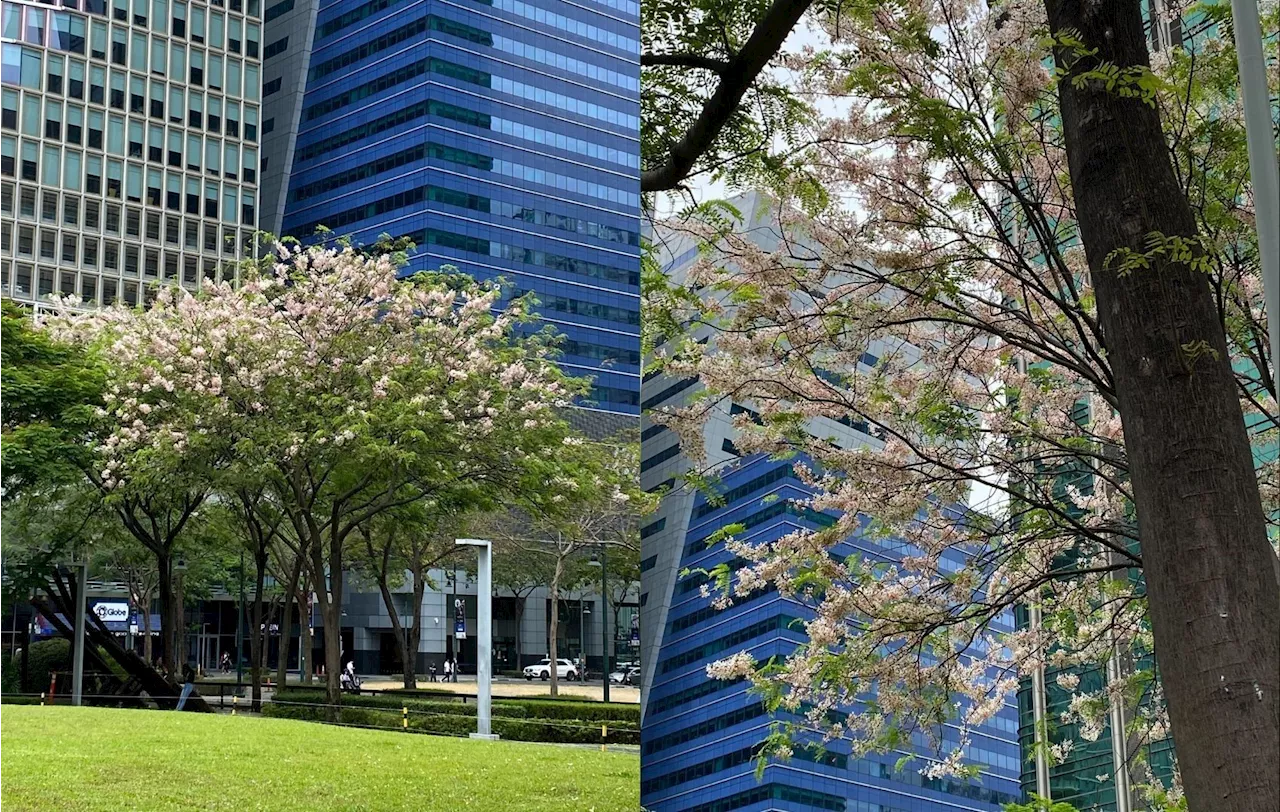 Cherry blossoms bloom in BGC, soon along Pasig River