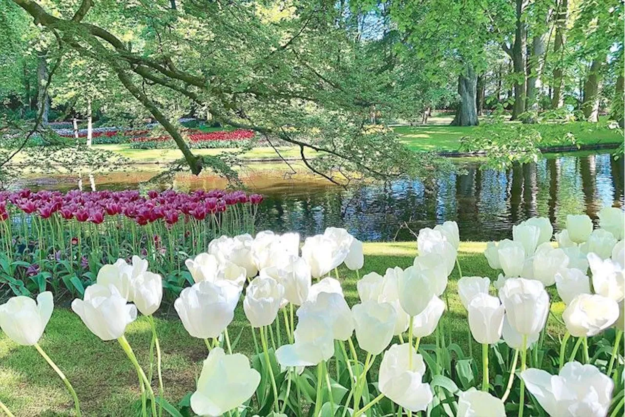 World's biggest tulip garden marks 75th edition