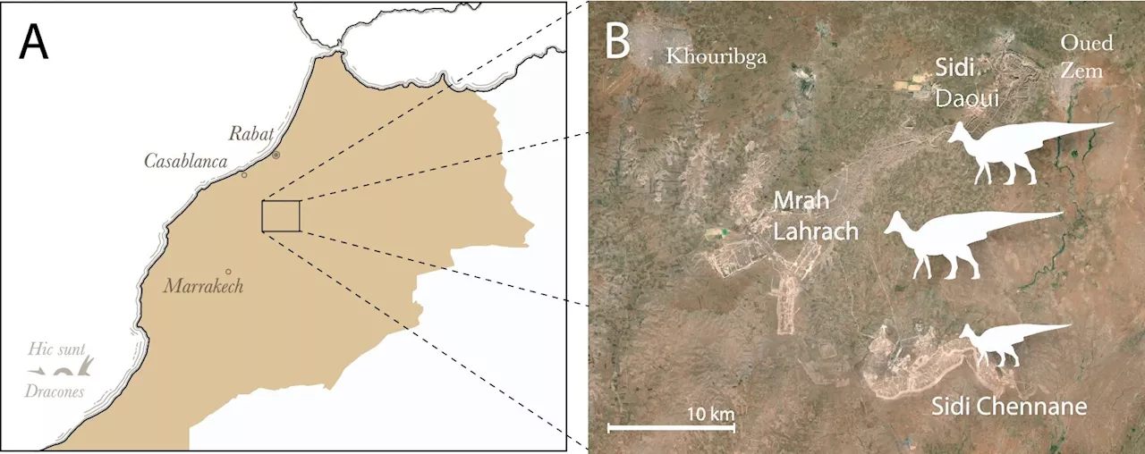 Duckbill dinosaur discovery in Morocco: Expert unpacks the mystery of how they got there