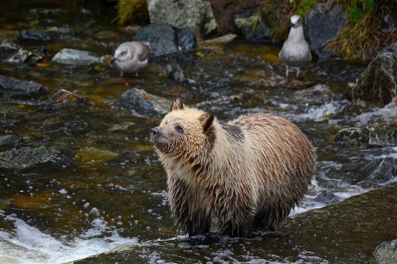 Feds want grizzly bears back in Washington's North Cascades