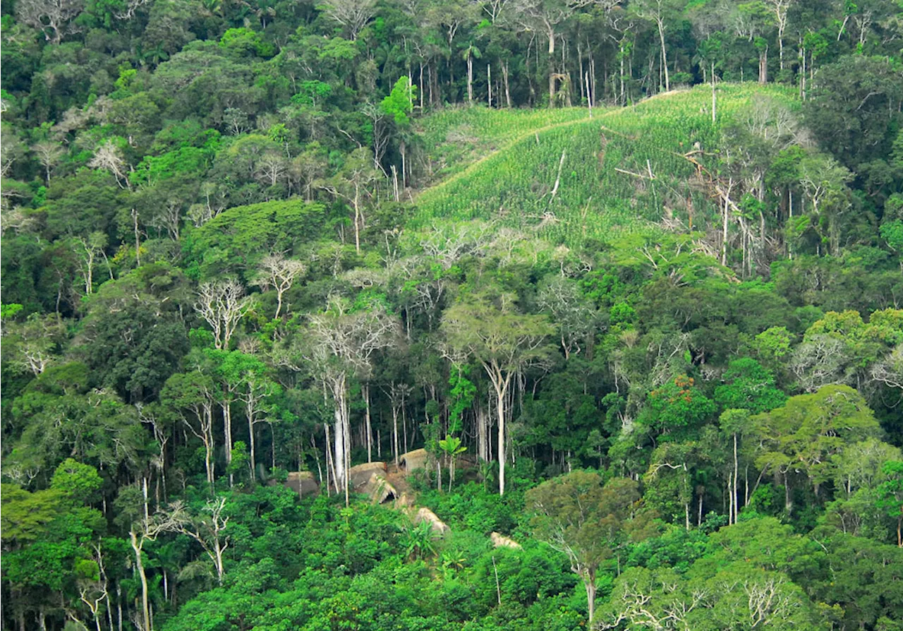 Lack of resources threatens research in the Amazon