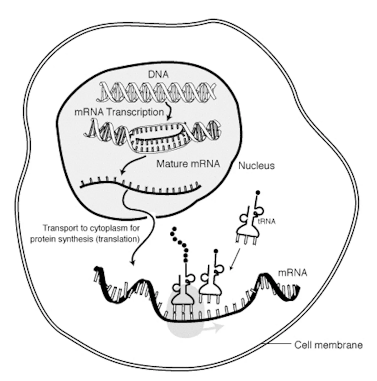 Messenger RNAs with multiple 'tails' could lead to more effective therapeutics, say researchers