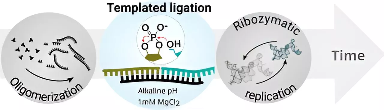 Study shows how the chemical properties of RNA molecules could have facilitated the origin of life