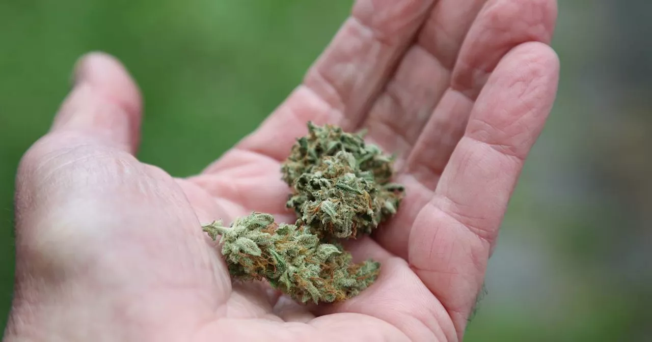 Bundesrat macht Weg für Cannabis-Legalisierung frei​