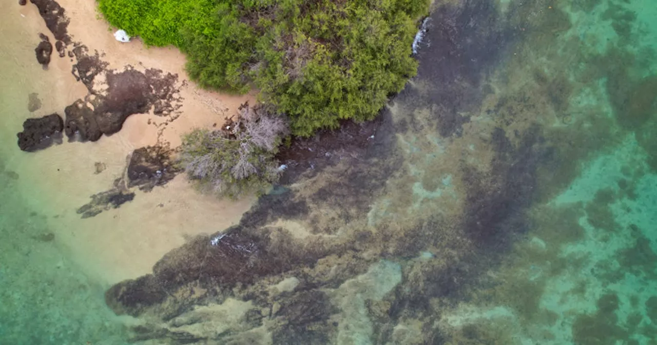 Thai scientists breed coral in labs to restore degraded reefs