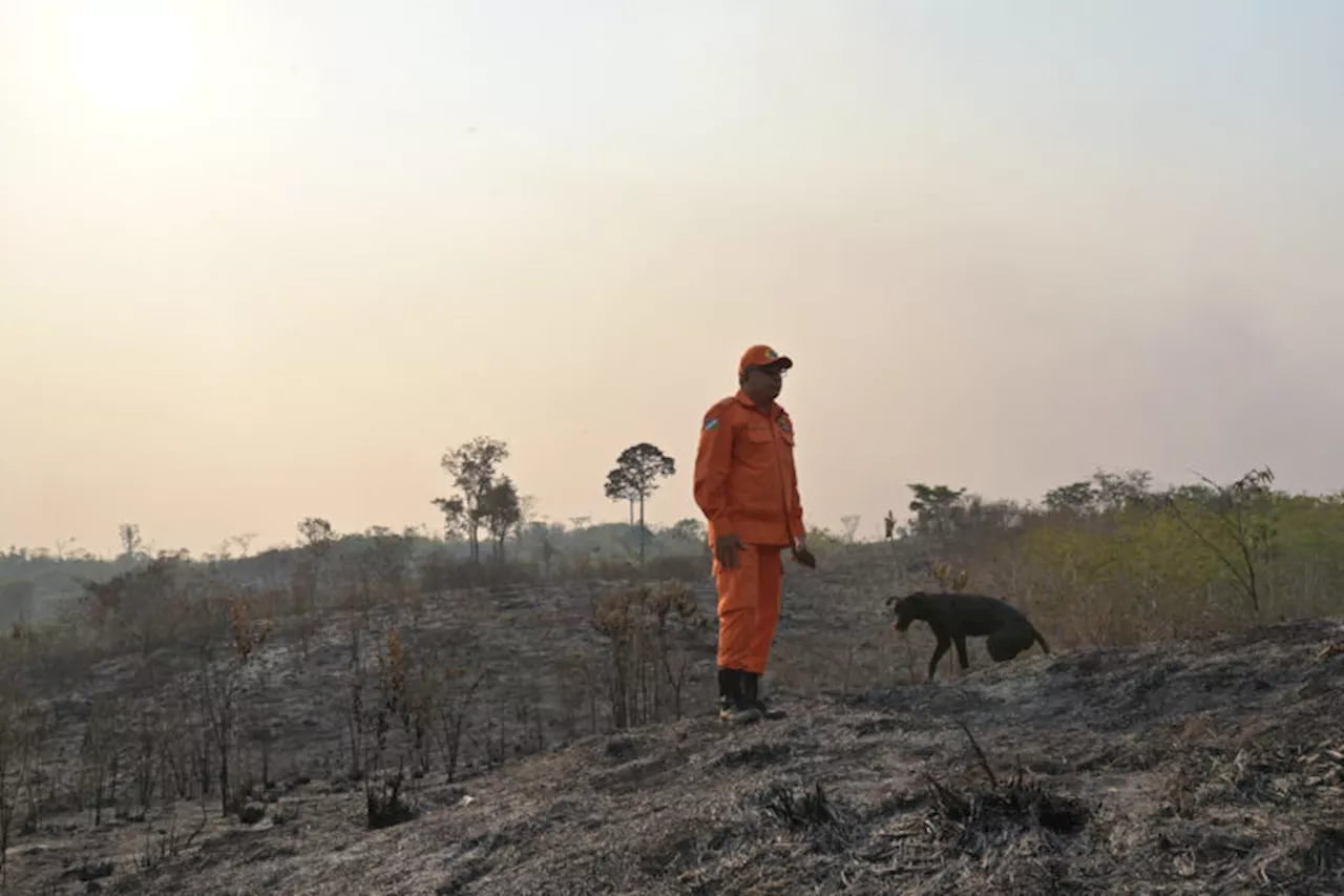 Fanned by El Niño, megafires in Brazil threaten Amazon’s preserved areas