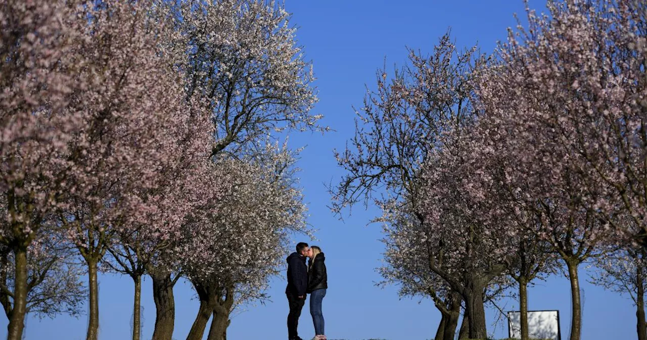 A rare Czech almond grove blooms early after an unusually warm winter