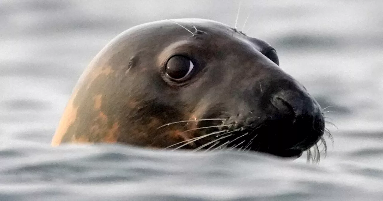 Bird flu is causing thousands of seal deaths. Scientists aren't sure how to slow it down