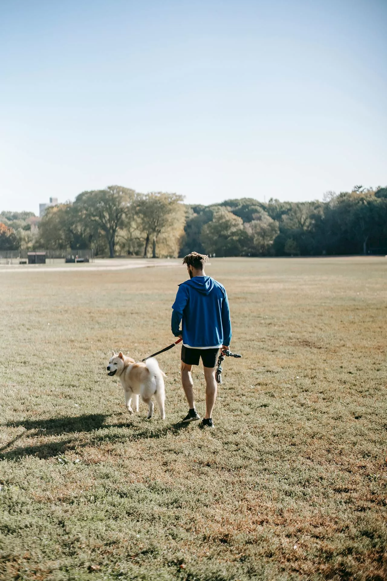 Be mindful of these dangers when walking your dog in the heat