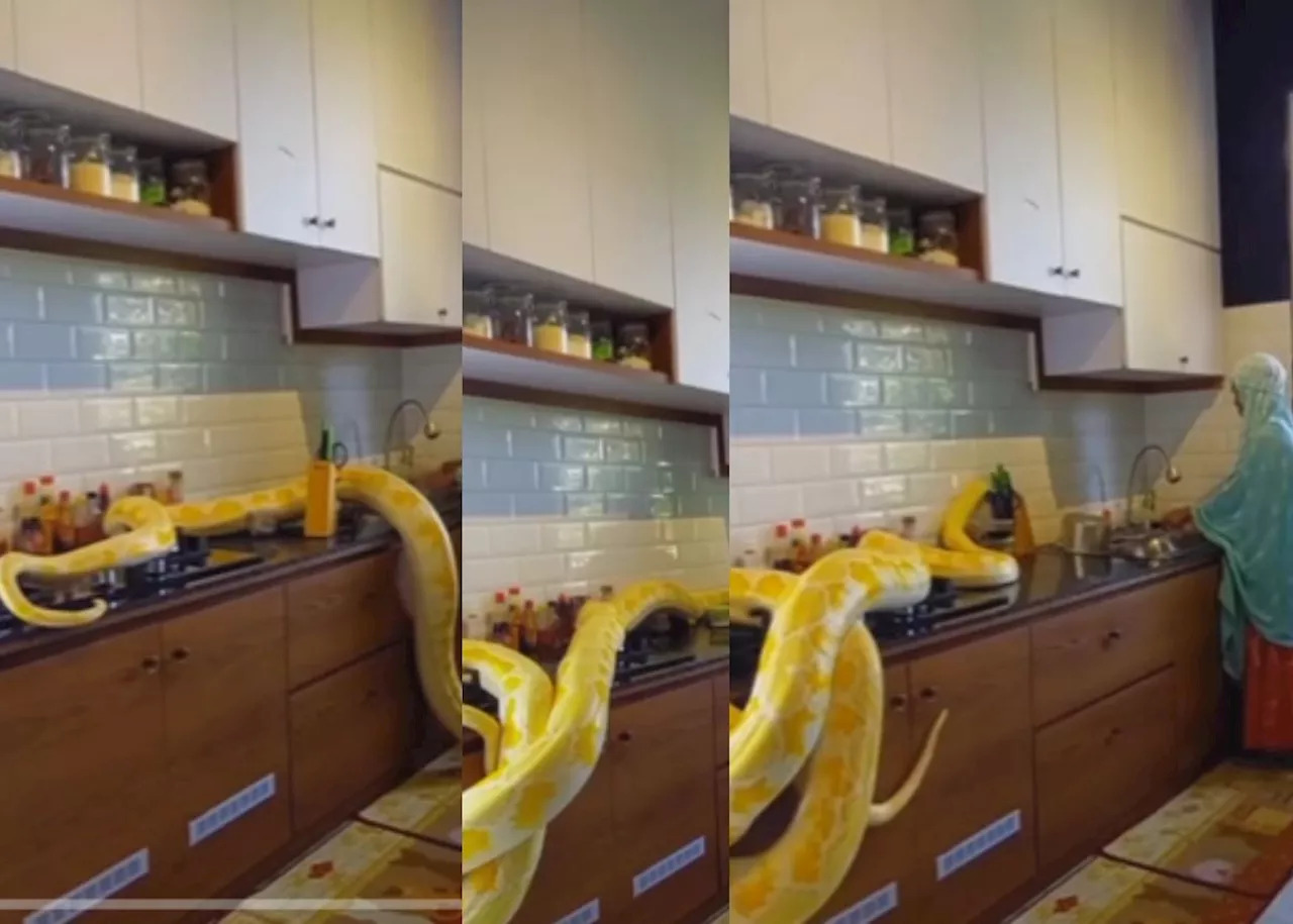 EISH WENA: Lady working in Saudi Arabia shocks netizens with employer’s massive snake