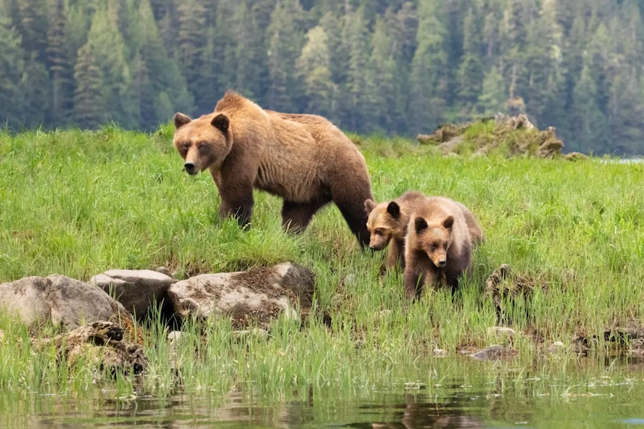 Grizzly bear hair points to human impact on ecosystem, study shows