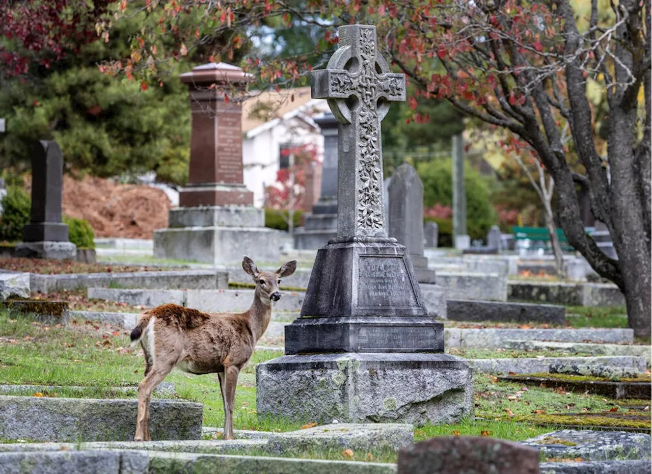 Romantic ideas of wildlife 'running free' during COVID-19 lockdown overblown: UBC study