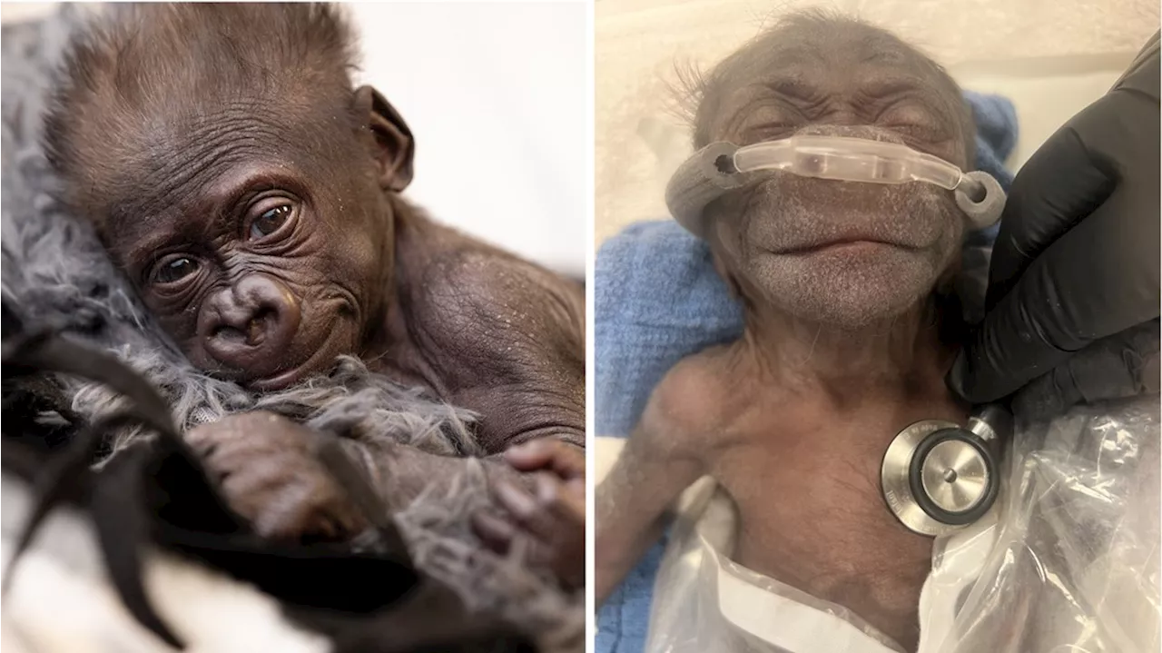 Fort Worth Zoo to transfer baby gorilla Jameela after repeated failed surrogacy efforts