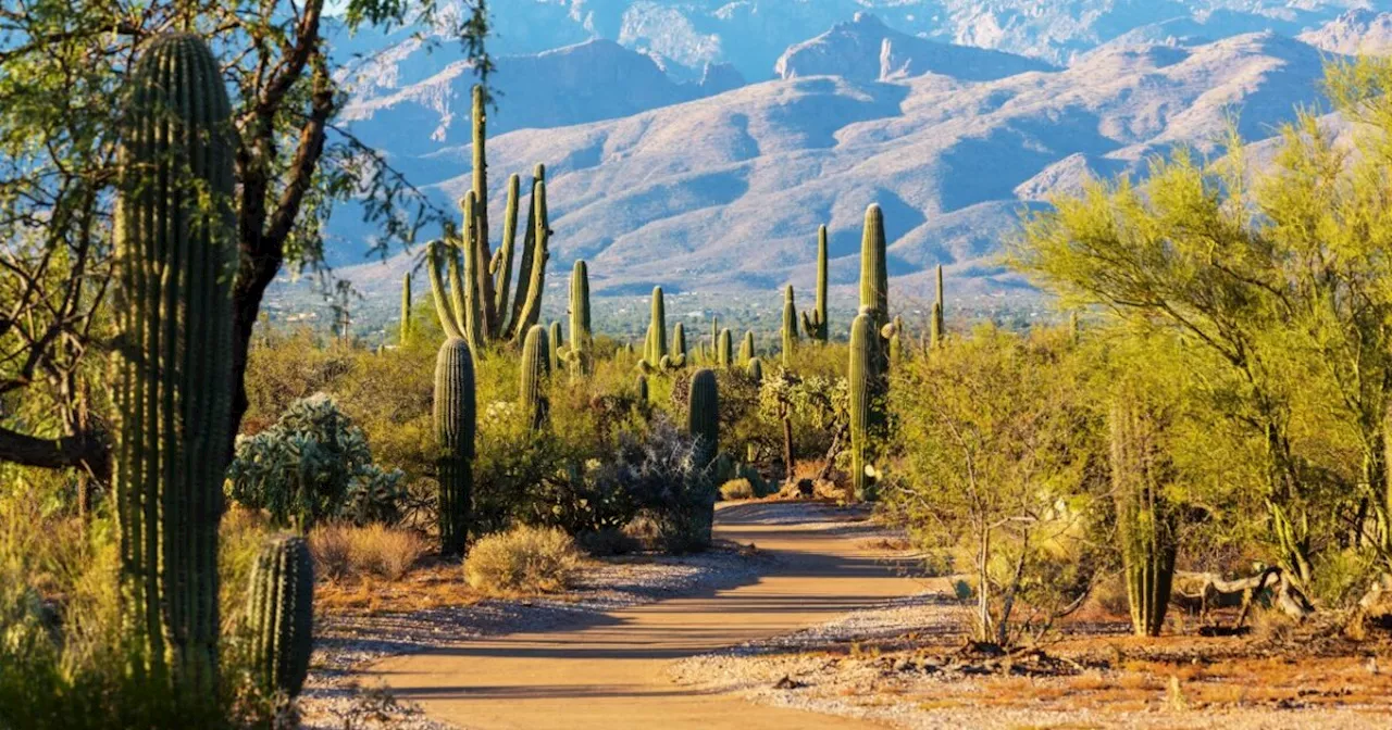 Saguaro National Park gets new superintendent to protect iconic cacti