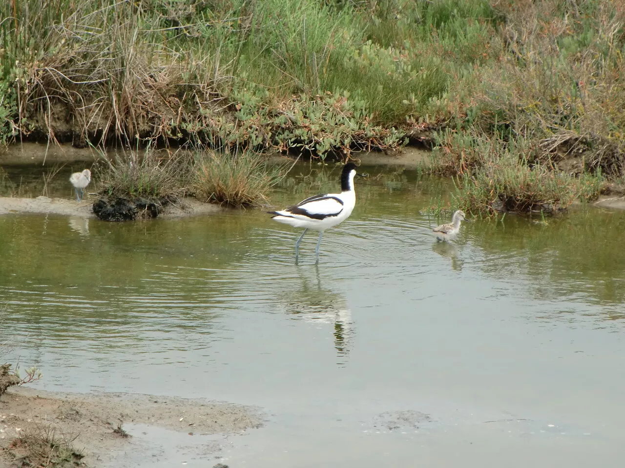 Loire-Atlantique : pourquoi ces oiseaux migrateurs reviennent nicher dans ce marais près de l'océan