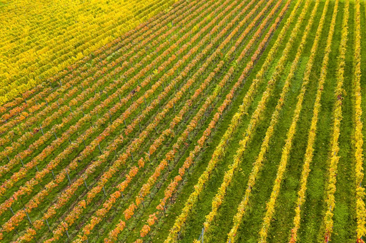 L'agricoltura bio fa salire l'uso dei pesticidi nei campi vicini