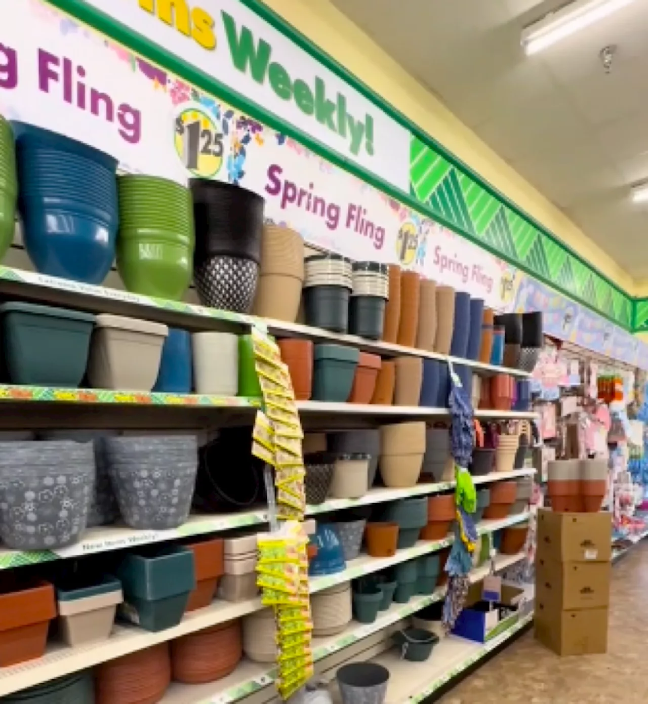 Dollar Tree Shoppers Recommend 7 New Garden Items: 'You Can't Beat $1.25'