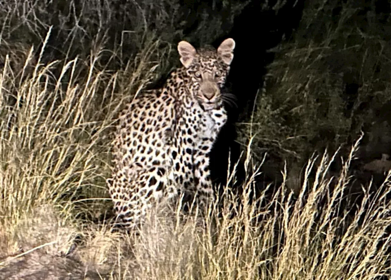 Cape Town man recalls life or death fight with leopard