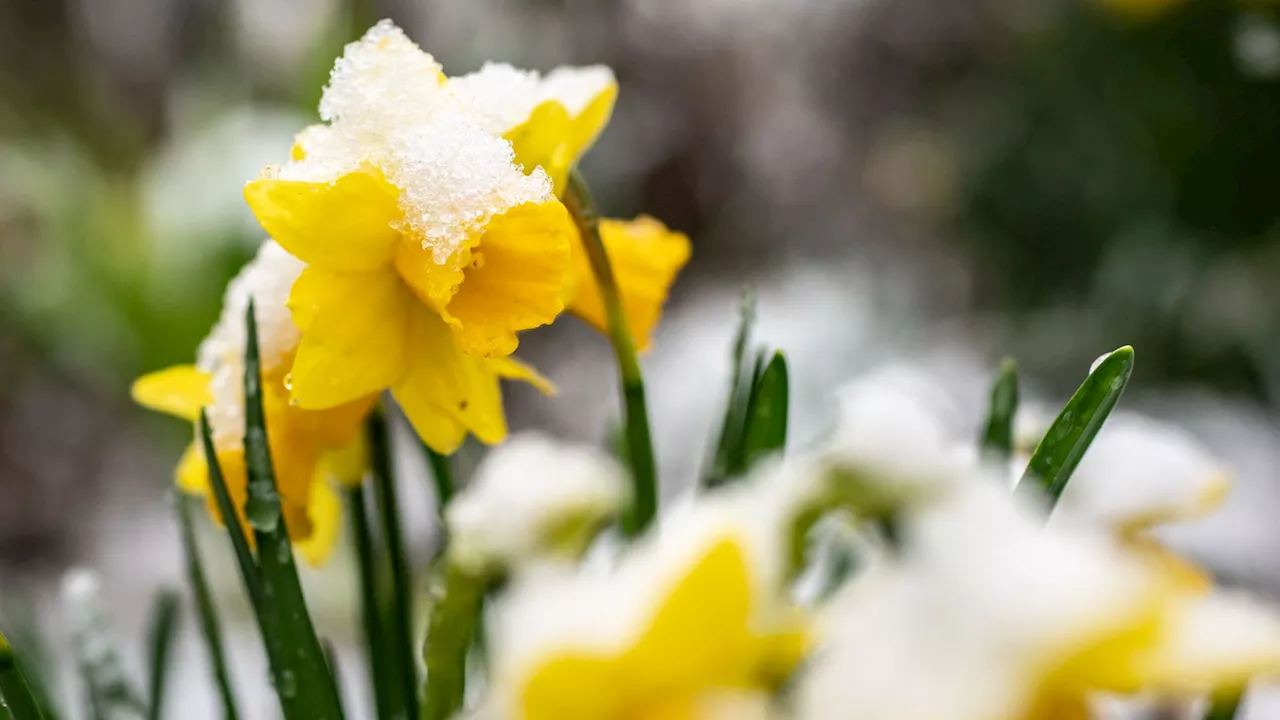 Wetterumschwung: Vom Frühling zum Spätwinter