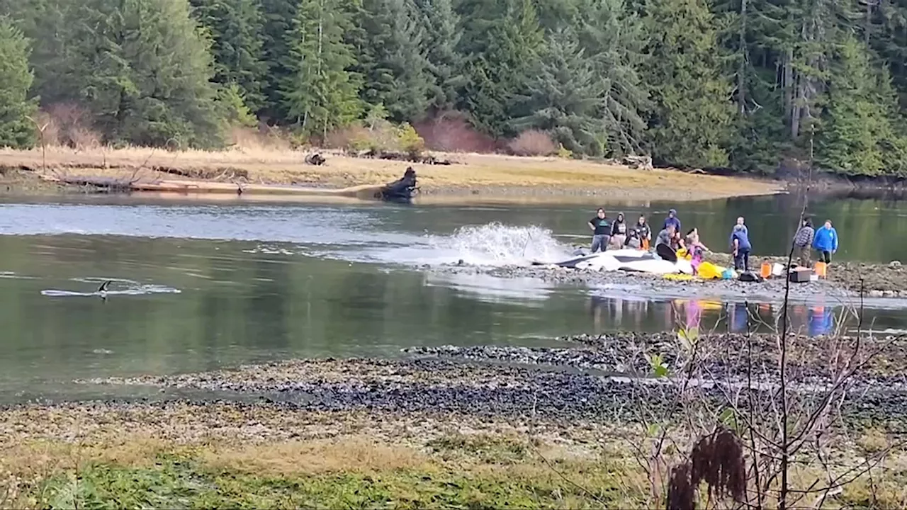 ‘Really sad’: Hundreds tried to help orca that died on beach on Vancouver Island