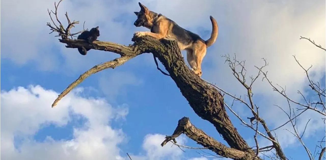 Un perro perseguía a un gato y ambos debieron ser rescatados por los bomberos