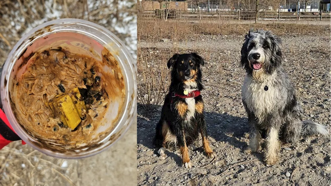 Dogs ingest peanut butter in Toronto park appearing to contain rat poison, owner says