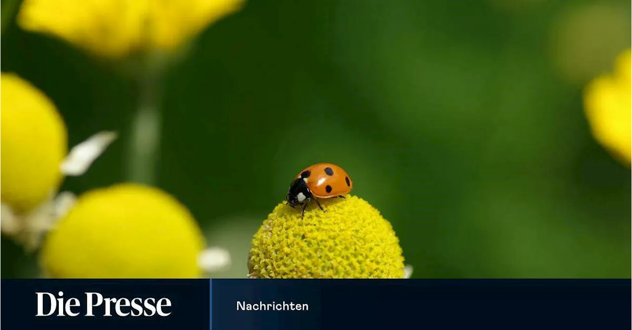 Mit Verständnis für Insekten die Welt retten