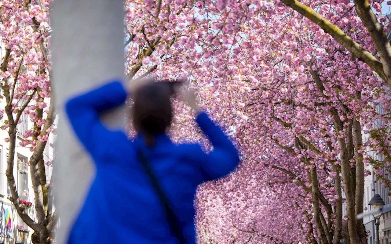 Bonner Kirschblüte könnte zu Ostern erstrahlen